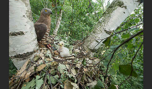 Wespenbussard (Pernis apivorus)