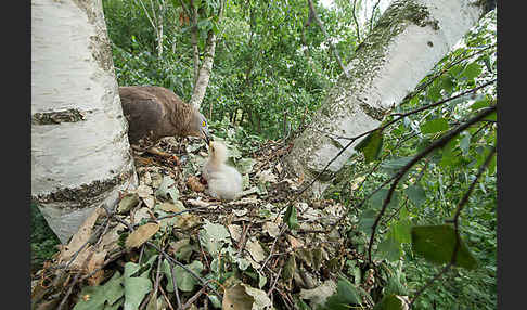 Wespenbussard (Pernis apivorus)