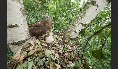 Wespenbussard (Pernis apivorus)