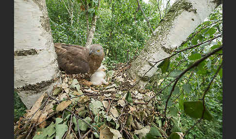 Wespenbussard (Pernis apivorus)