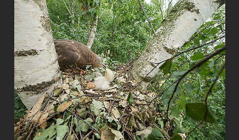 Wespenbussard (Pernis apivorus)