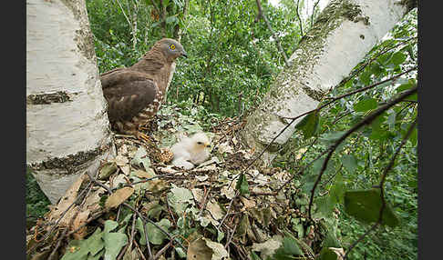 Wespenbussard (Pernis apivorus)