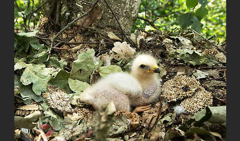 Wespenbussard (Pernis apivorus)