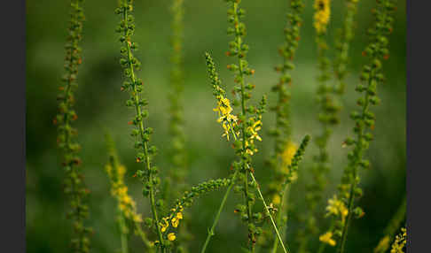 Kleiner Odermennig (Agrimonia eupatoria)