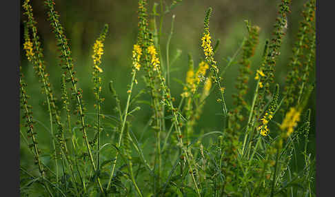 Kleiner Odermennig (Agrimonia eupatoria)
