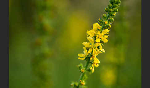 Kleiner Odermennig (Agrimonia eupatoria)