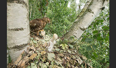 Wespenbussard (Pernis apivorus)