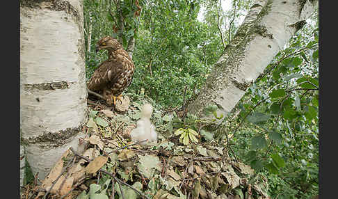 Wespenbussard (Pernis apivorus)