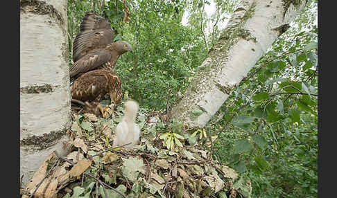 Wespenbussard (Pernis apivorus)