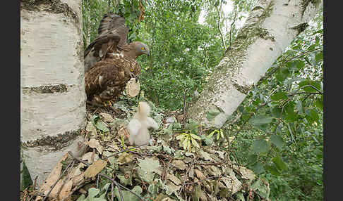 Wespenbussard (Pernis apivorus)