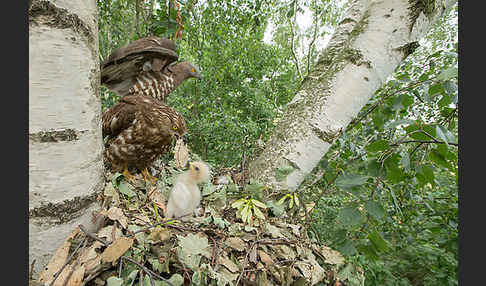 Wespenbussard (Pernis apivorus)