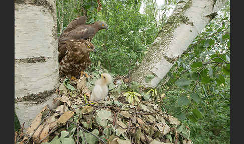 Wespenbussard (Pernis apivorus)