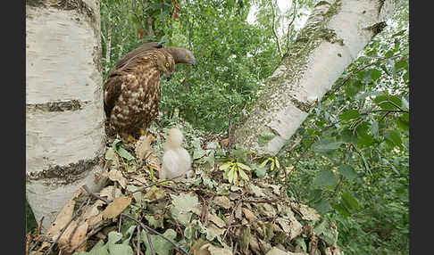 Wespenbussard (Pernis apivorus)