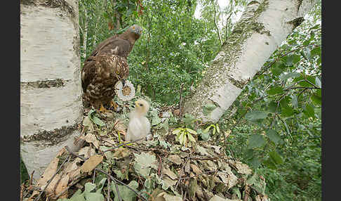 Wespenbussard (Pernis apivorus)