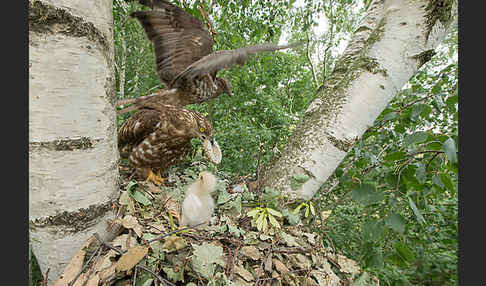 Wespenbussard (Pernis apivorus)