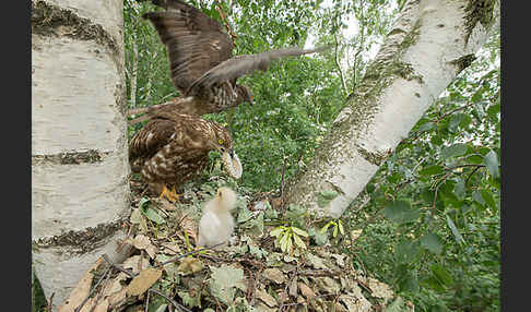 Wespenbussard (Pernis apivorus)