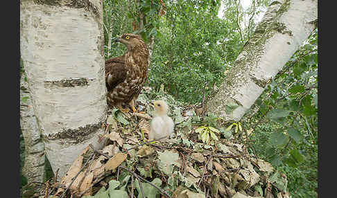 Wespenbussard (Pernis apivorus)