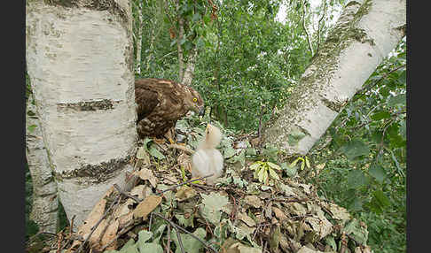 Wespenbussard (Pernis apivorus)