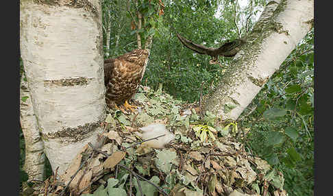 Wespenbussard (Pernis apivorus)