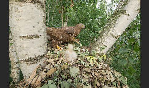 Wespenbussard (Pernis apivorus)