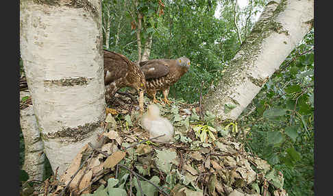 Wespenbussard (Pernis apivorus)