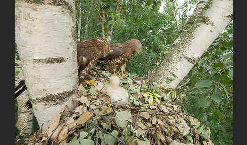 Wespenbussard (Pernis apivorus)