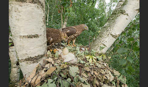 Wespenbussard (Pernis apivorus)