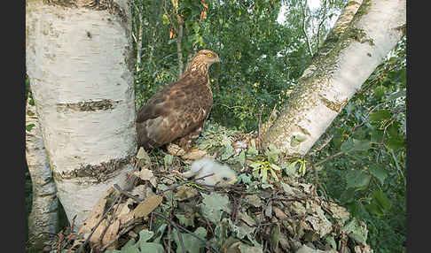 Wespenbussard (Pernis apivorus)