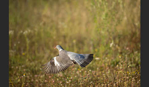 Ringeltaube (Columba palumbus)