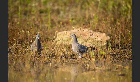 Hohltaube (Columba oenas)