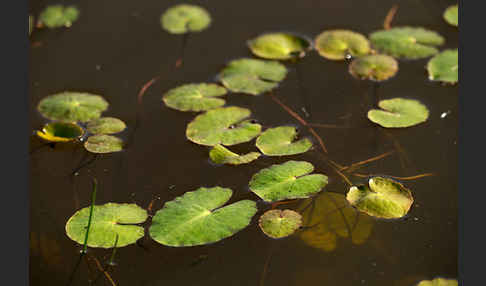 Seekanne (Nymphoides peltata)