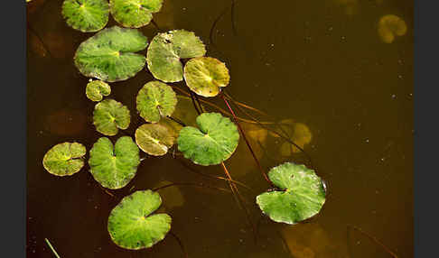 Seekanne (Nymphoides peltata)