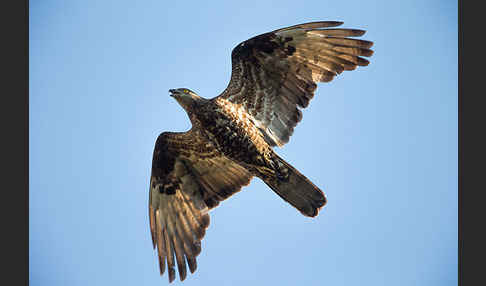 Wespenbussard (Pernis apivorus)