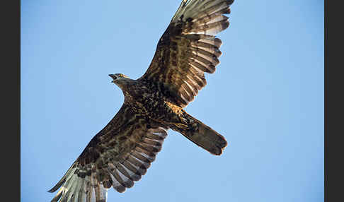 Wespenbussard (Pernis apivorus)