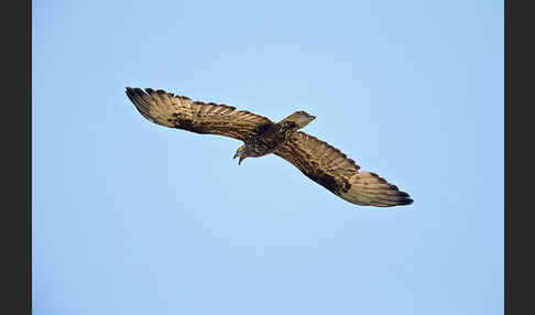 Wespenbussard (Pernis apivorus)