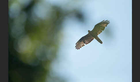 Wespenbussard (Pernis apivorus)