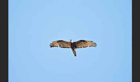 Wespenbussard (Pernis apivorus)