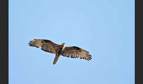 Wespenbussard (Pernis apivorus)