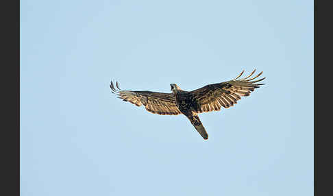 Wespenbussard (Pernis apivorus)