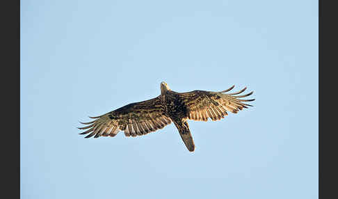 Wespenbussard (Pernis apivorus)