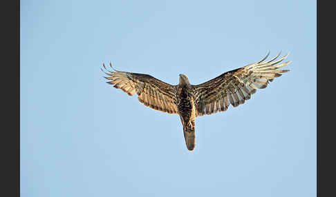 Wespenbussard (Pernis apivorus)