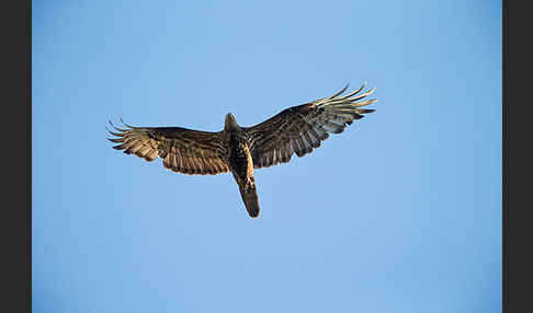 Wespenbussard (Pernis apivorus)