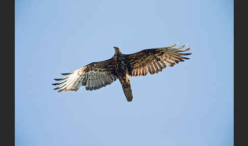 Wespenbussard (Pernis apivorus)