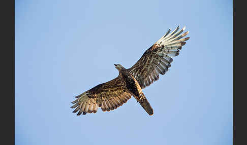 Wespenbussard (Pernis apivorus)