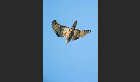 Wespenbussard (Pernis apivorus)