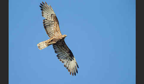 Wespenbussard (Pernis apivorus)