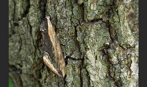 Ligusterschwärmer (Sphinx ligustri)