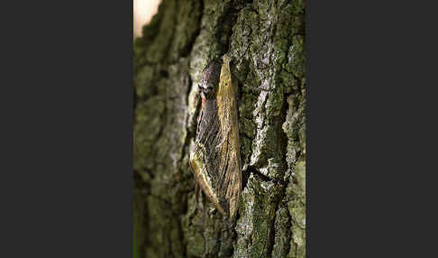 Ligusterschwärmer (Sphinx ligustri)