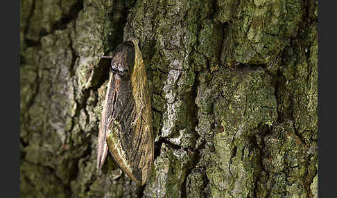 Ligusterschwärmer (Sphinx ligustri)