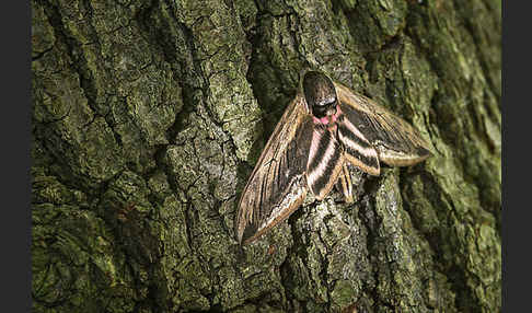 Ligusterschwärmer (Sphinx ligustri)